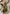 Ba.be.O One Piece Suit Olive